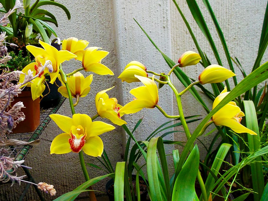 flower, nature, s, spring, yellow, plant, flowering plant, growth HD wallpaper