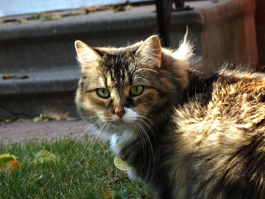 Cat, Staring, Domestic, domestic cat, pets, domestic animals HD wallpaper