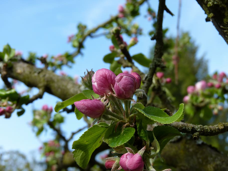 blossom, bloom, apple, spring, apple blossom, apple tree, nature HD wallpaper