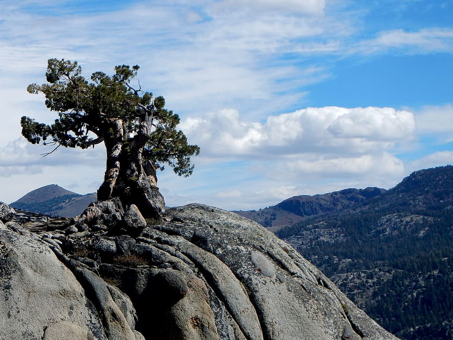 forest tree on the top of mountain, cliff, nature, landscape HD wallpaper