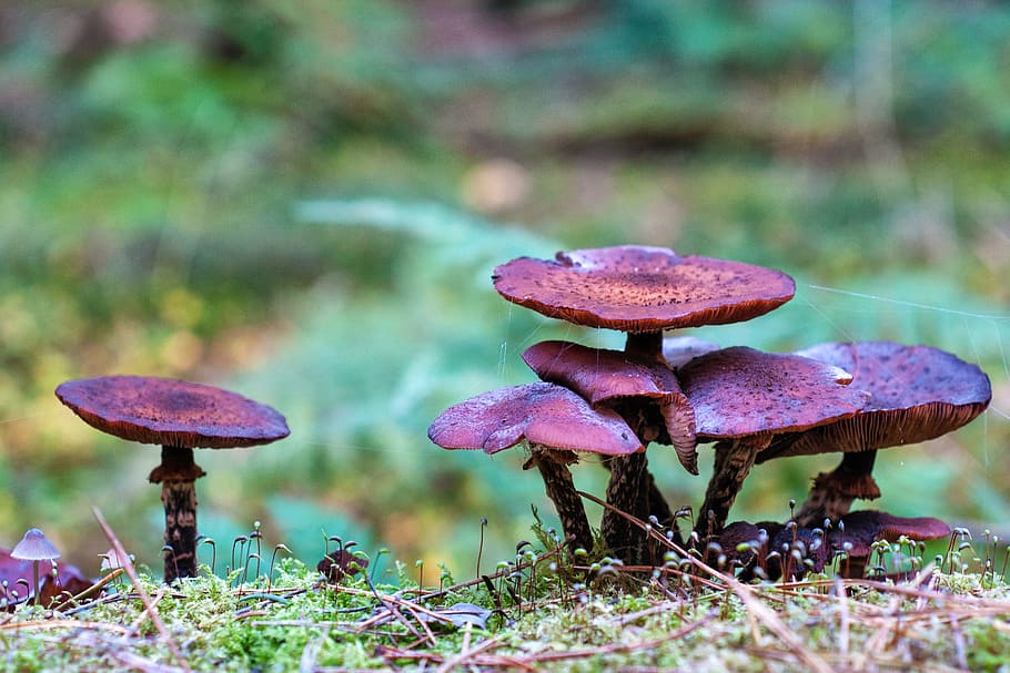 forest, autumn, mushrooms, nature, leaves, golden autumn, fall foliage HD wallpaper