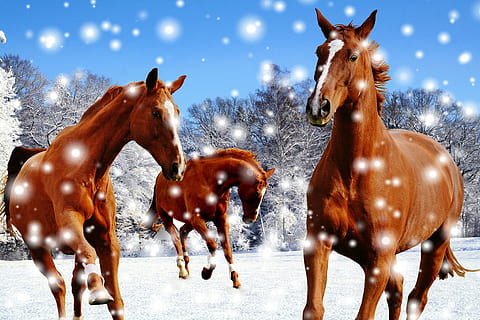 three brown horse on snow field, Horses, Coupling, Winter, Play HD wallpaper