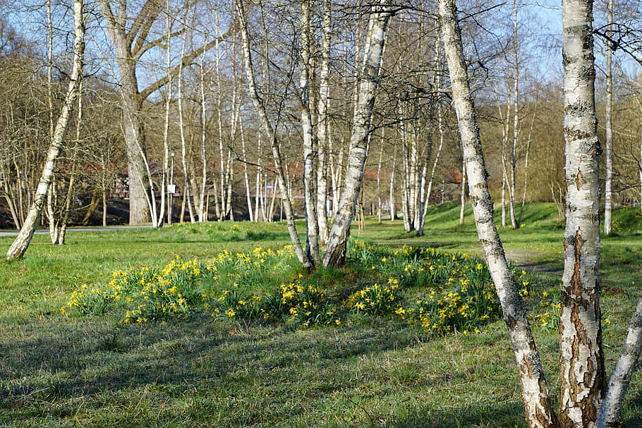 Birch, Meadow, Park, Nature, Landscape, green, tree, no people HD wallpaper