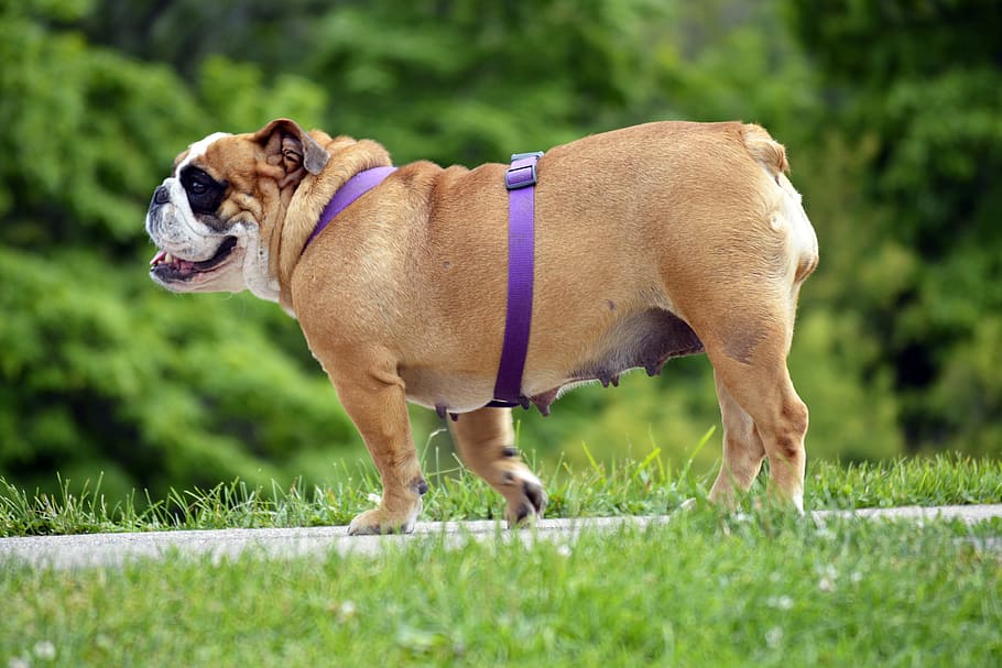 english bulldog, pet, purple, leash, walk, stroll, cute, fat, HD wallpaper