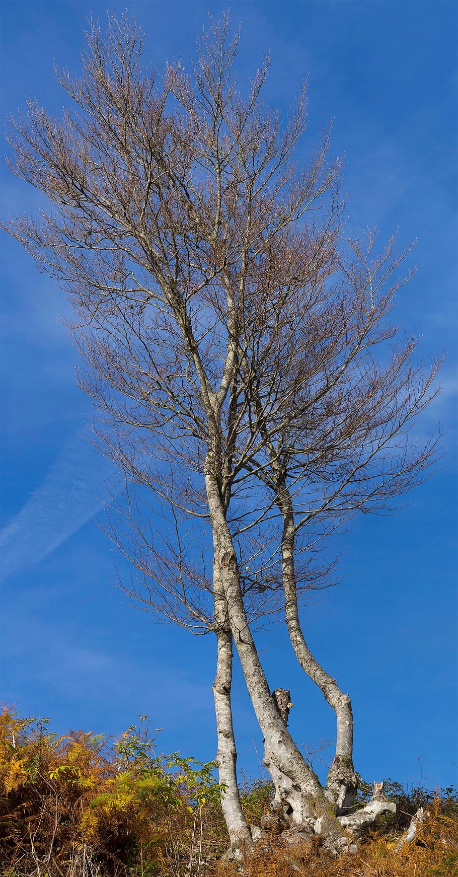 tree, sky, fall, nature, blue, branches, job, plant, bare tree HD wallpaper