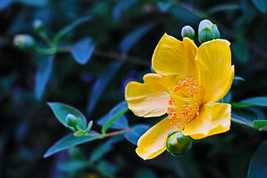 hypericum, flower, tutsan, yellow, leaf, environment, hypericum calycinum HD wallpaper