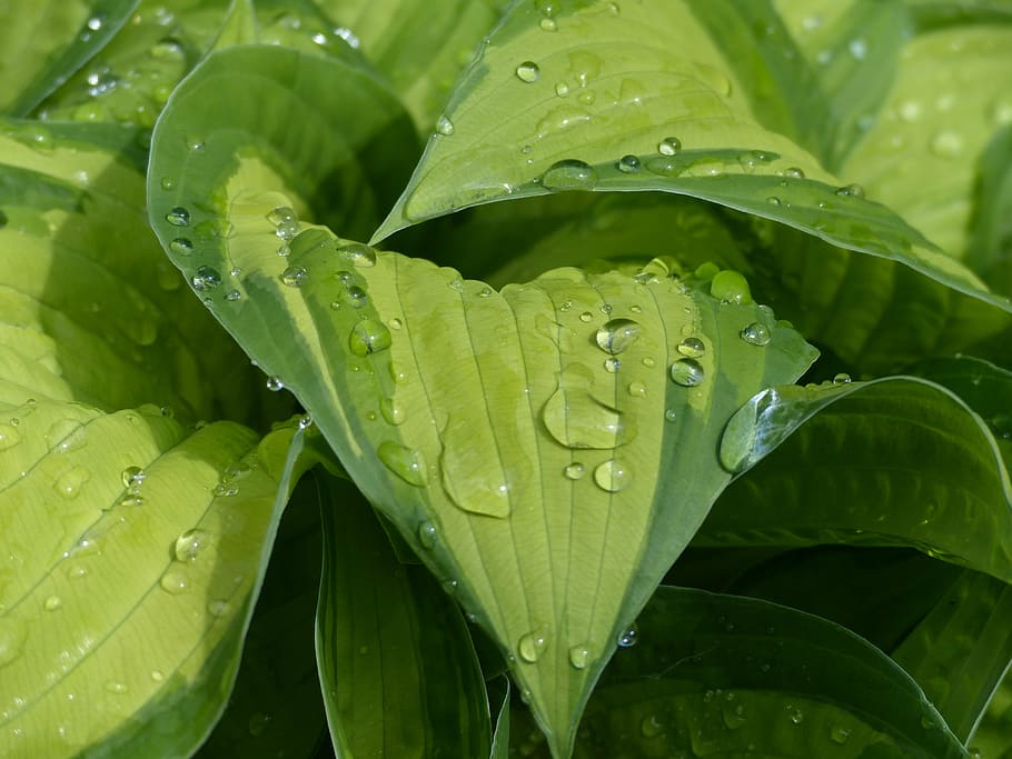 hosta, water, raindrop, sheet, plant, green, perennial, garden HD wallpaper