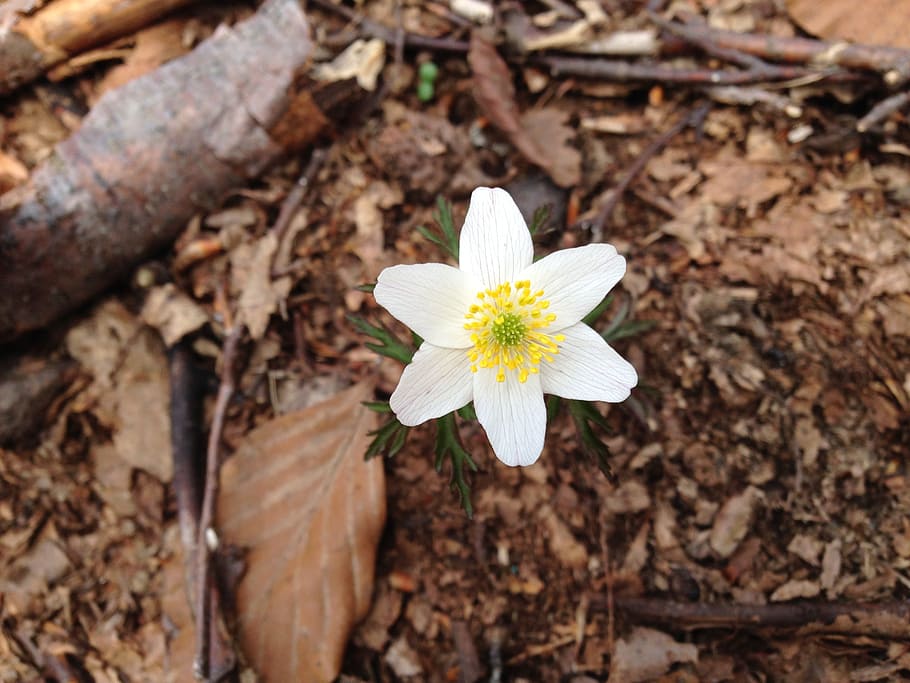 Flower, Spring, White, Petals, spring flowers, yellow, nature HD wallpaper