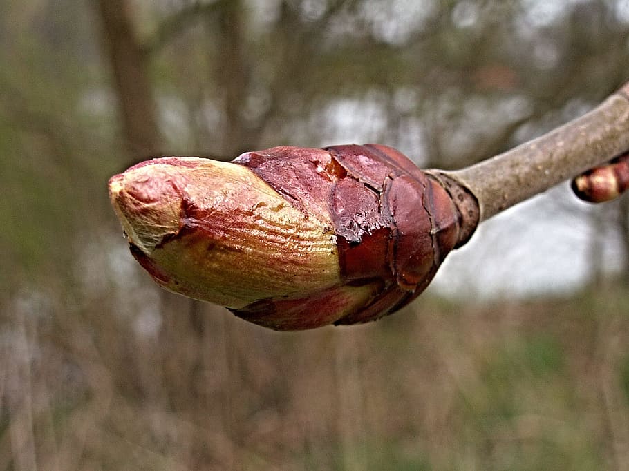 Chestnut, Spring, Tree, Macro, bud, horse-chestnut, food, nature HD wallpaper