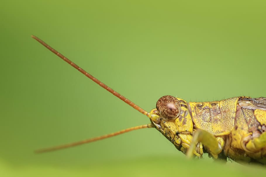 selective focus photography of green grasshopper, insect, macro HD wallpaper