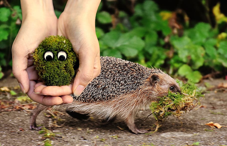 moss, ecology, environment, protection, live, alive, creature HD wallpaper