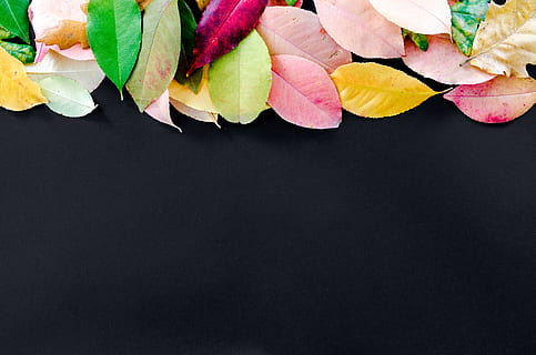 assorted-color leaf illustration, autumn, orange, nature, red HD wallpaper