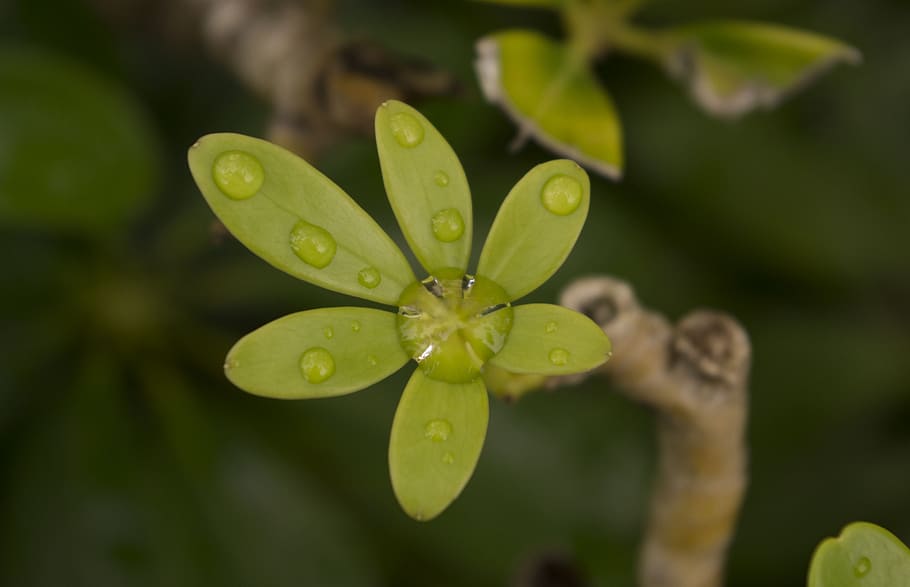 nature, plants, macro, growth, green color, close-up, beauty in nature HD wallpaper