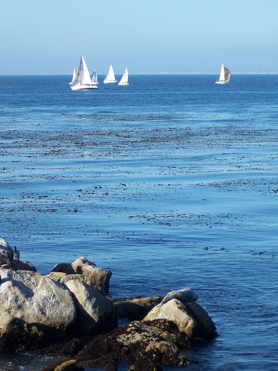 Monterey Bay, Sailboat, Seascape, blue, beach, water, rock - object HD wallpaper