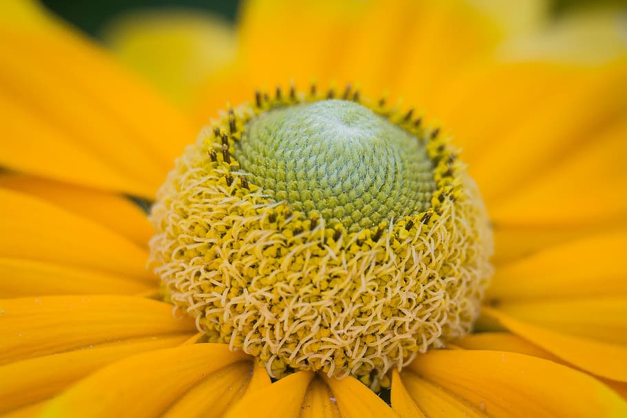 closeup photo of yellow sunflower, macro photography of yellow petaled flower HD wallpaper