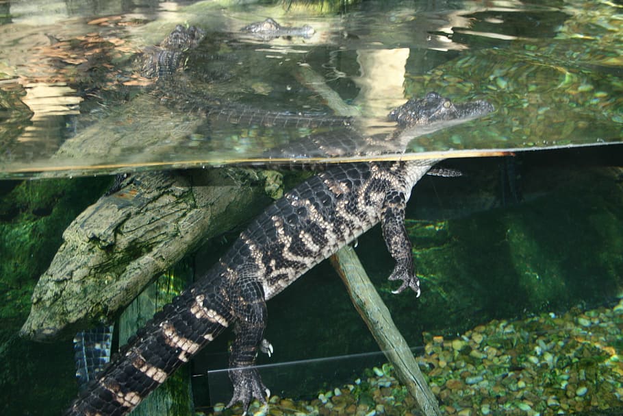 Florida, Aquarium, American Crocodile, alligator, animal, zoology, HD wallpaper