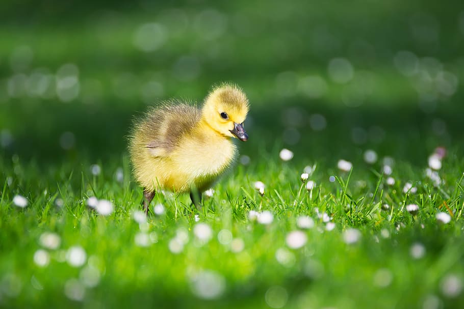 yellow duckling on green and white grass at daytime, goslings, HD wallpaper