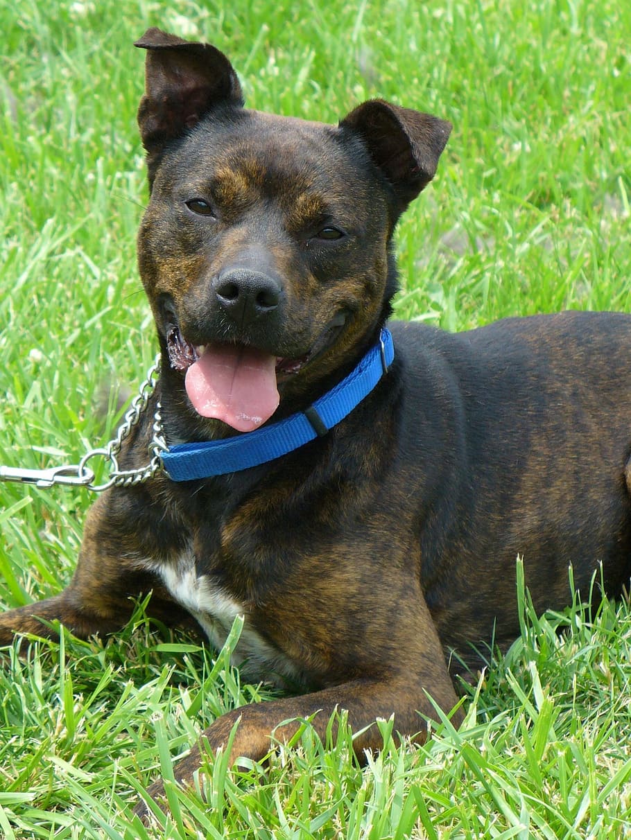 adult brindle American pit bull terrier on grass field, mixed breed