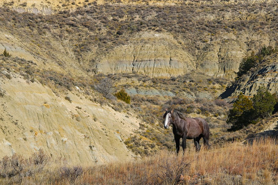 stallion, wild horse, mustang, north dakota, theodore roosevelt national park, HD wallpaper