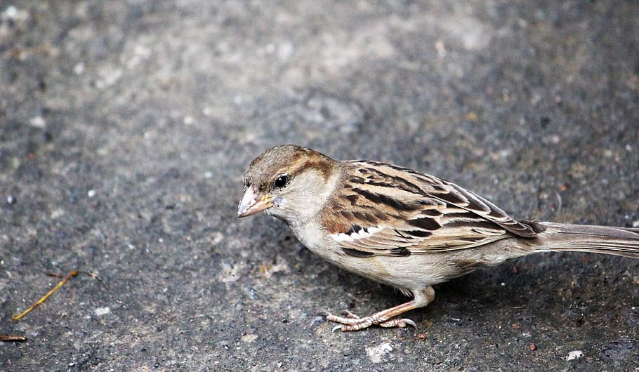 bird, sparrow, feather, cute, brown, one animal, animal themes HD wallpaper