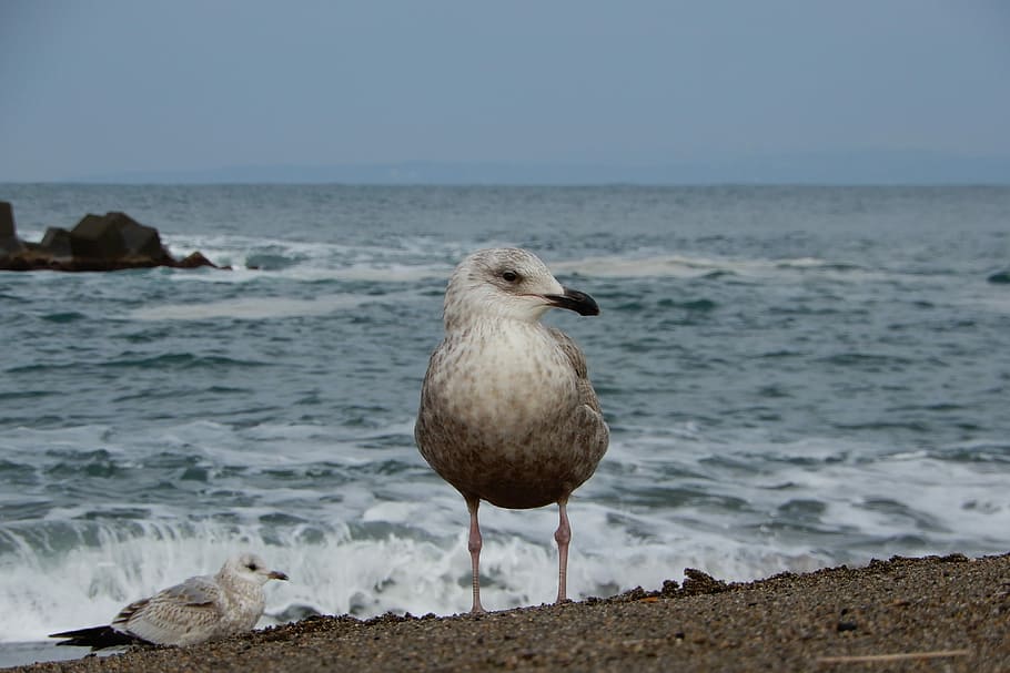 Animal, Sea, Beach, Wave, Sea Gull, seagull, seabird, wild animal HD wallpaper