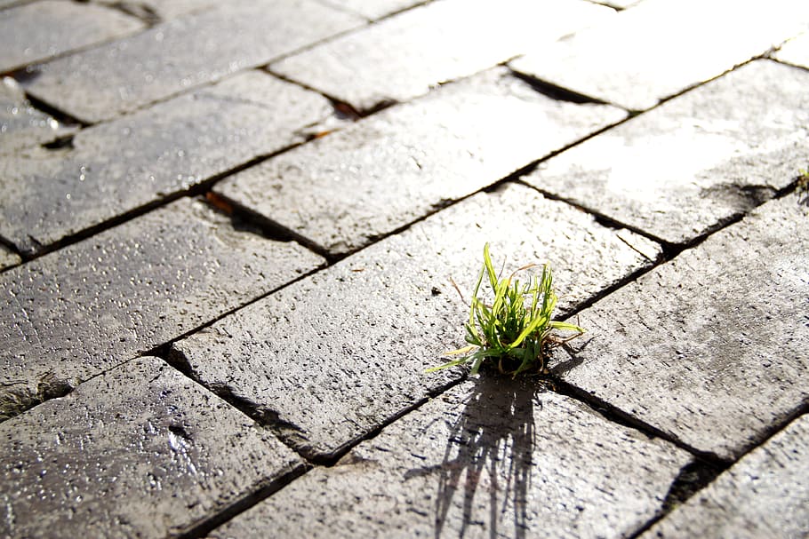 green leaf plant during daytime photo, street, grass, sidewalk HD wallpaper
