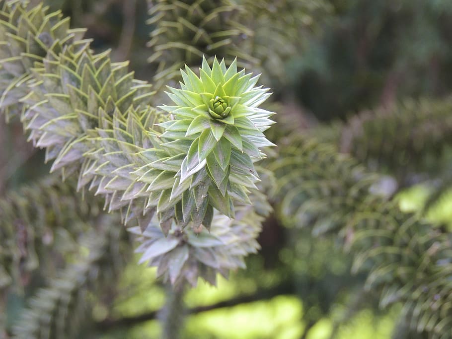 araucaria, plant, macro, growth, beauty in nature, green color, HD wallpaper