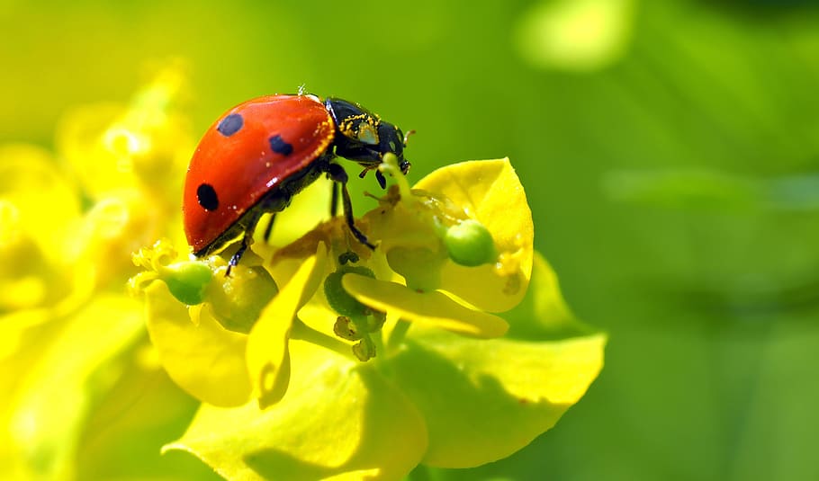 ladybug perching on yellow flower, insect, nature, live, animal themes HD wallpaper