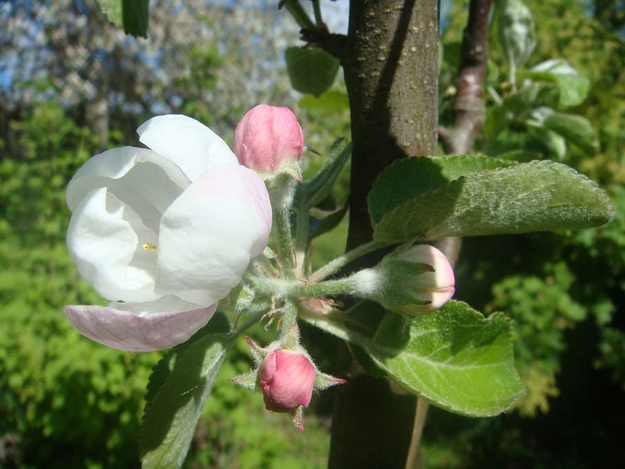 apple, bloom, apple blossoms, spring, apple flower, blooming apple tree HD wallpaper