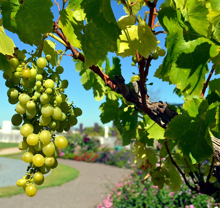 HD wallpaper: grapes, vine, wine, white grapes, fruits, winegrowing ...