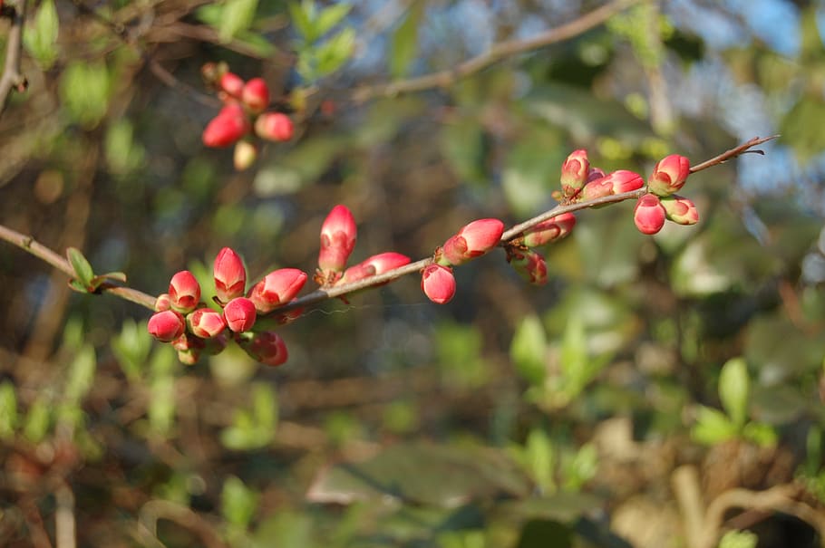 tree, nature, branch, plant, growth, red, focus on foreground HD wallpaper