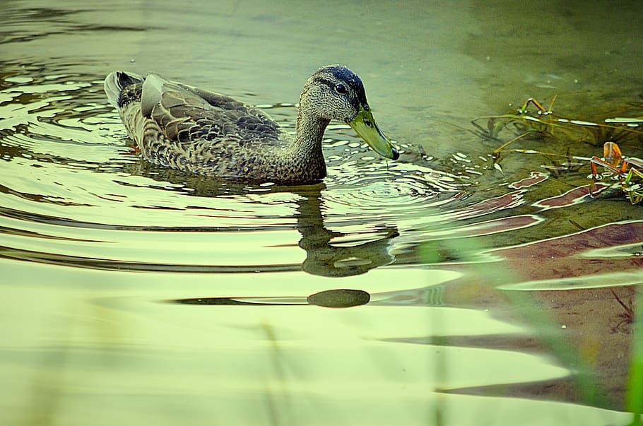 duck, pond, nature, animals in the wild, water, animal wildlife HD wallpaper