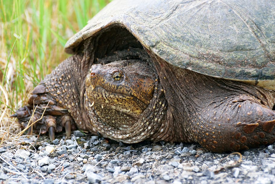 reptile, snapping, turtle, animal, animal wildlife, animal themes HD wallpaper