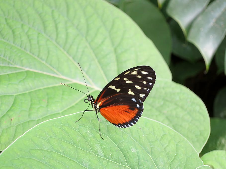 butterfly, insect, nature, leaf, butterfly - insect, one animal HD wallpaper