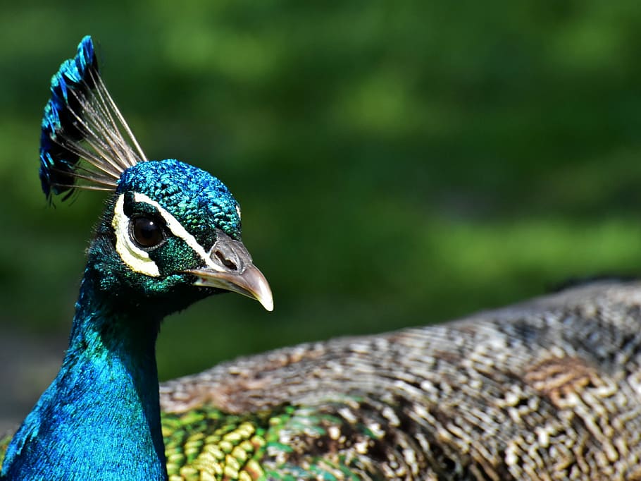 blue peacock in shallow focus photography, bird, poultry, feather HD wallpaper