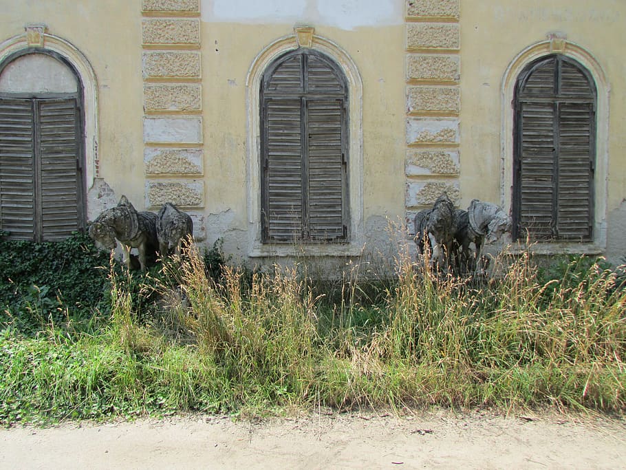 Shutter, Abandoned, House, Old, Farm, vintage, building, antique HD wallpaper