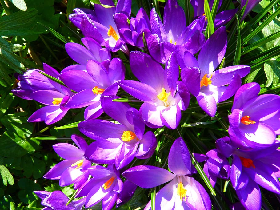photography of purple flowers, crocus, spring, blossom, bloom HD wallpaper