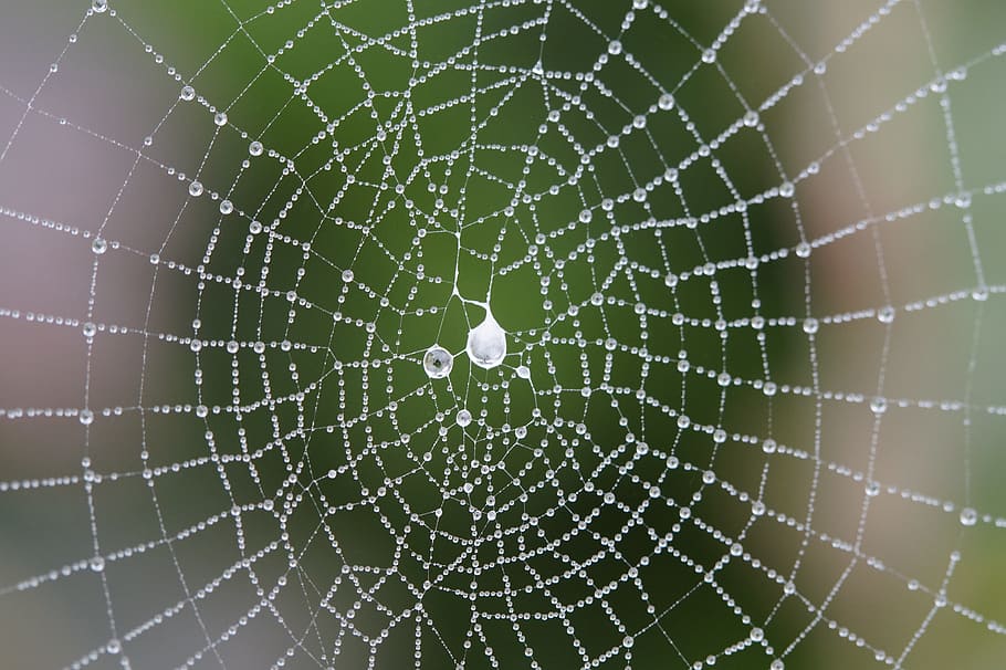 macro photography of spider web with raindrops, cobweb, network HD wallpaper