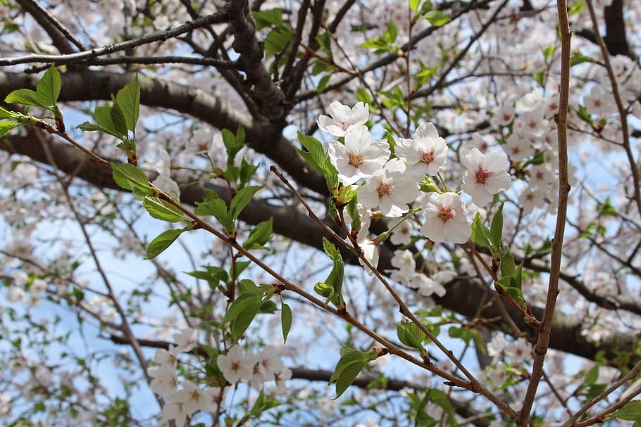 cherry blossom, high park, spring, flowering plant, fragility HD wallpaper