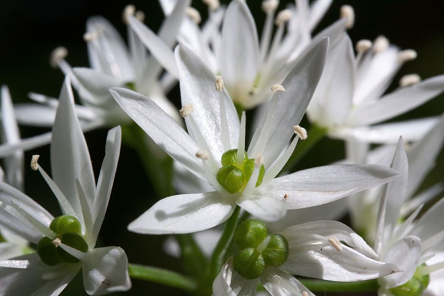 bear's garlic, allium ursinum, inflorescence, forest, wild vegetables, HD wallpaper