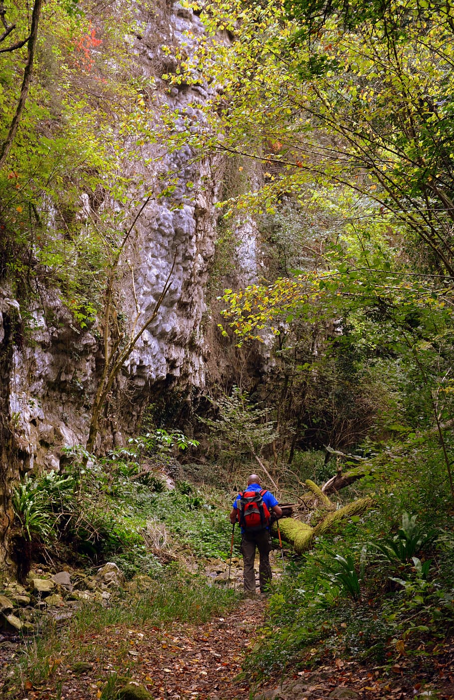 excursion, forest, val borago, valle, trail, e5, european, lessinia HD wallpaper