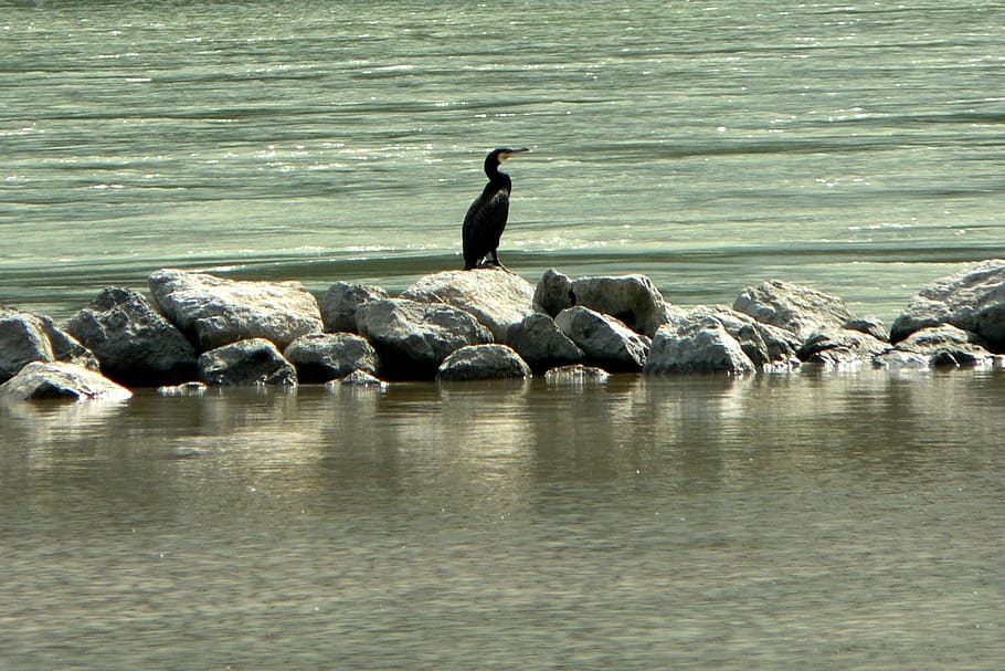 slovakia, danube, moravia, river, bird, cormorant, water, animal wildlife HD wallpaper