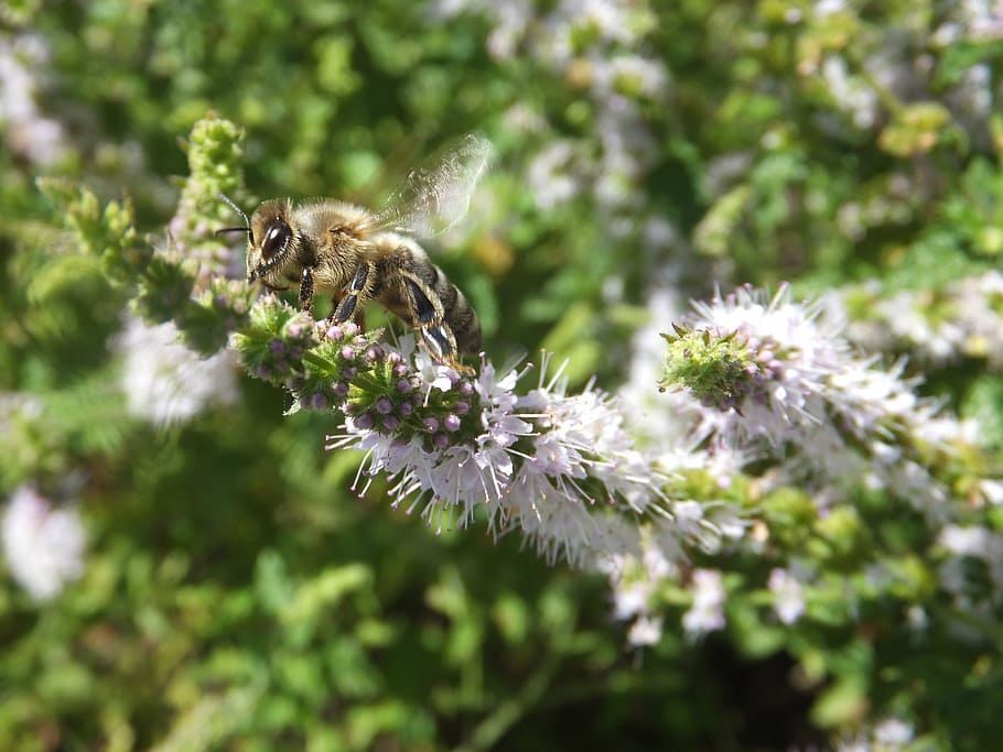 bee, nature, insect, blossom, bloom, macro, garden, animals HD wallpaper