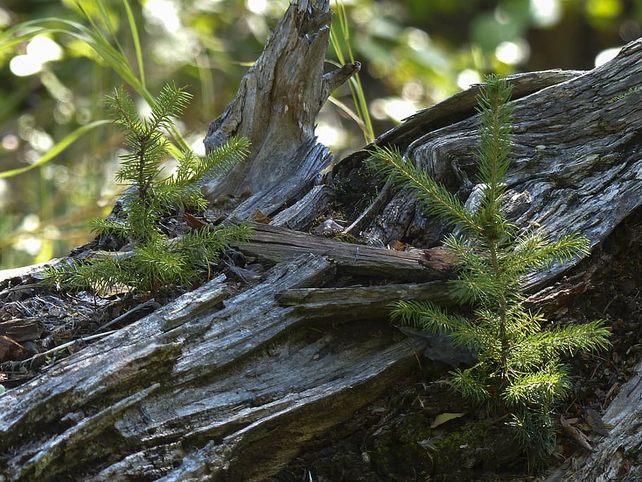 rotten tree, log, small, fir, nature, forest, close-up, wild HD wallpaper