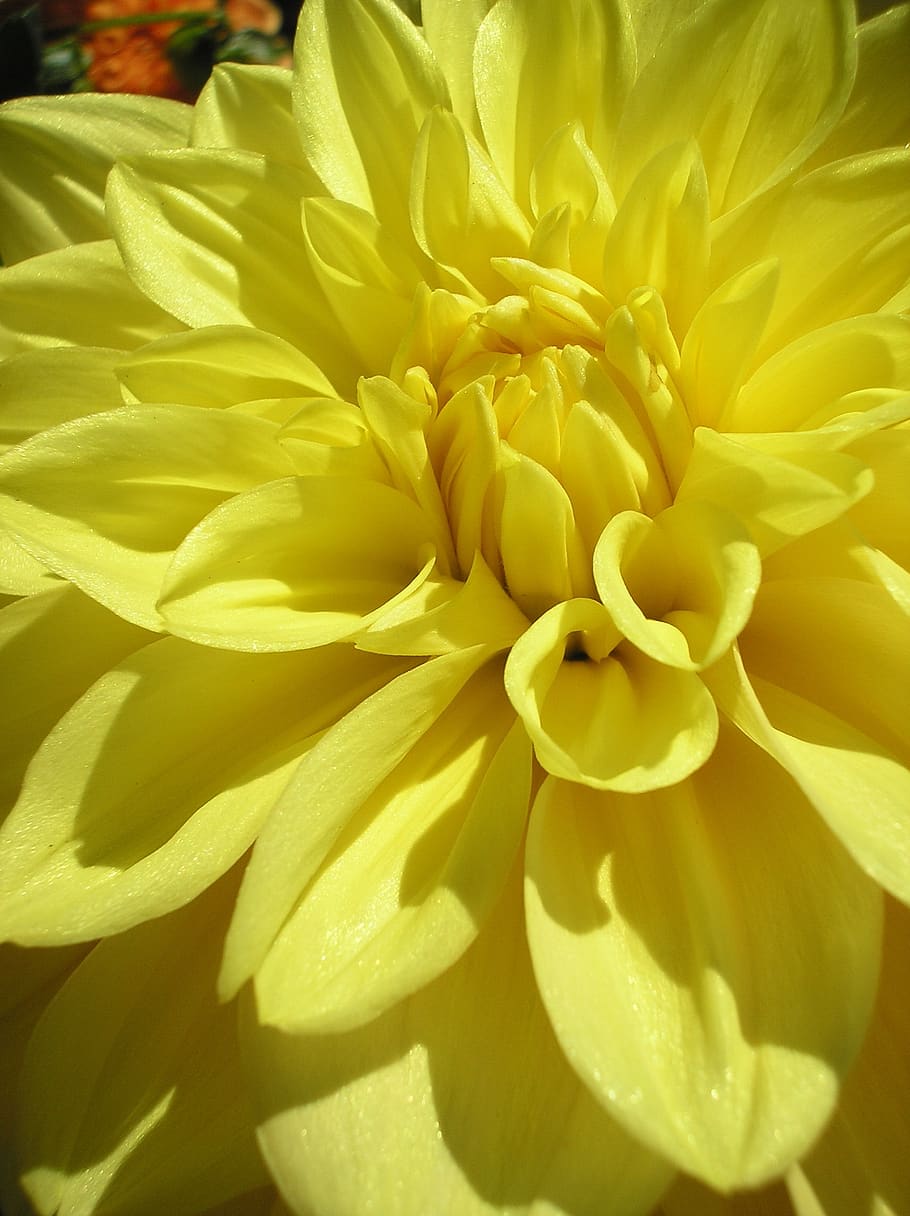 flower, nature, flowering plant, petal, yellow, beauty in nature HD wallpaper