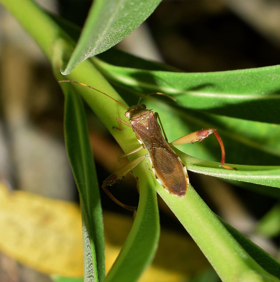 beetle, bug, leaf footed bug, insect, insectoid, nature, close up, HD wallpaper