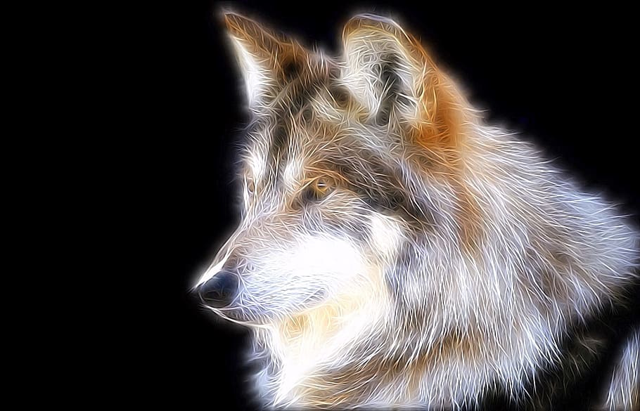 wolf, predator, image editing, one animal, animal themes, mammal HD wallpaper