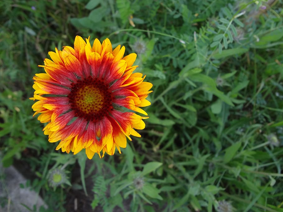 Flower, Grass, Yellow, Yellow, Green, Rural, plant, outdoor HD wallpaper