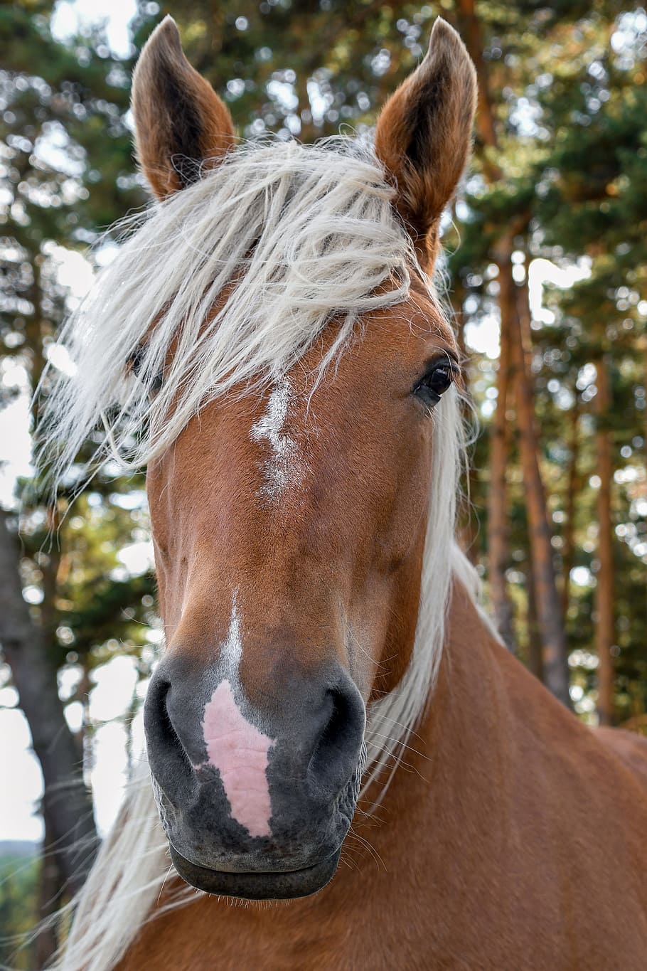 brown horse closeup photography, a workhorse, portrait, head, HD wallpaper