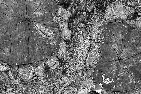 Stumps, Nature, Forest, Cracks, Beauty, life, admiration, fantasy HD wallpaper
